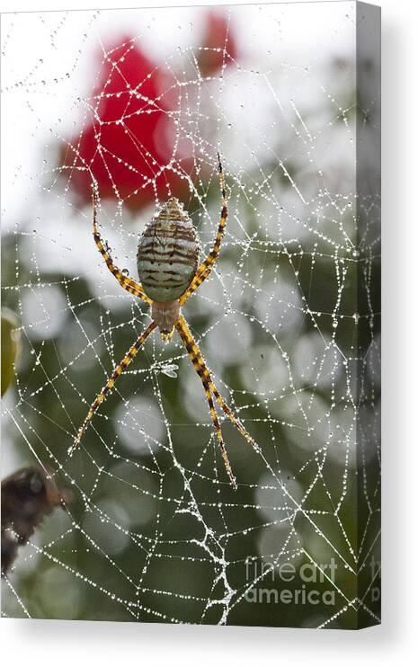 Spider Canvas Print featuring the photograph Water Catcher by Douglas Kikendall