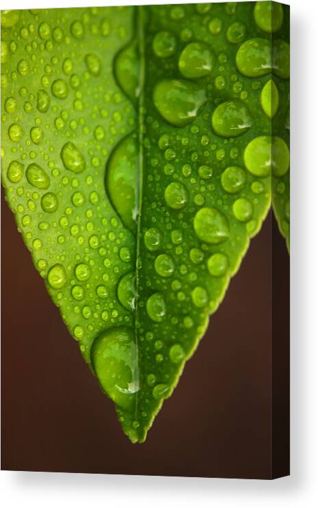 Leaf Canvas Print featuring the photograph Water Droplets on Lemon Leaf by PIXELS XPOSED Ralph A Ledergerber Photography