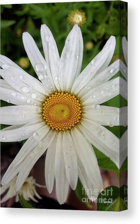 Flowers Canvas Print featuring the photograph Water on Chamomile by Rebecca Langen
