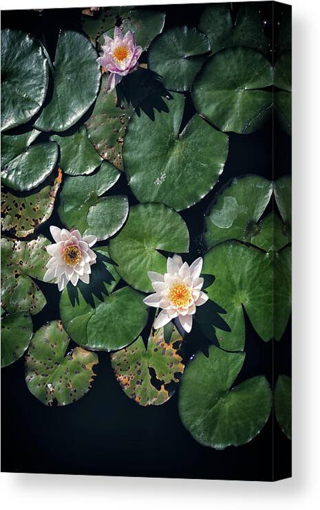 California Canvas Print featuring the photograph Water Triad by Jason Roberts
