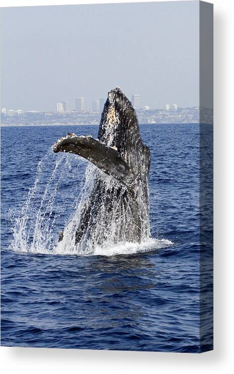 Humpback Whale Canvas Print featuring the photograph Waving by Shoal Hollingsworth