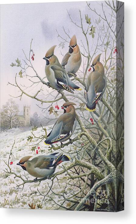 Waxwings Canvas Print featuring the painting Waxwings by Carl Donner