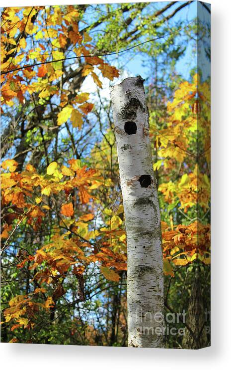 Birch Canvas Print featuring the photograph Weathered Birch by Jimmy Ostgard