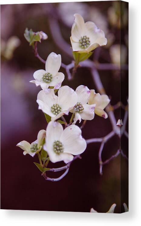 Bellingham Canvas Print featuring the photograph Wedding White Dogwood by Judy Wright Lott