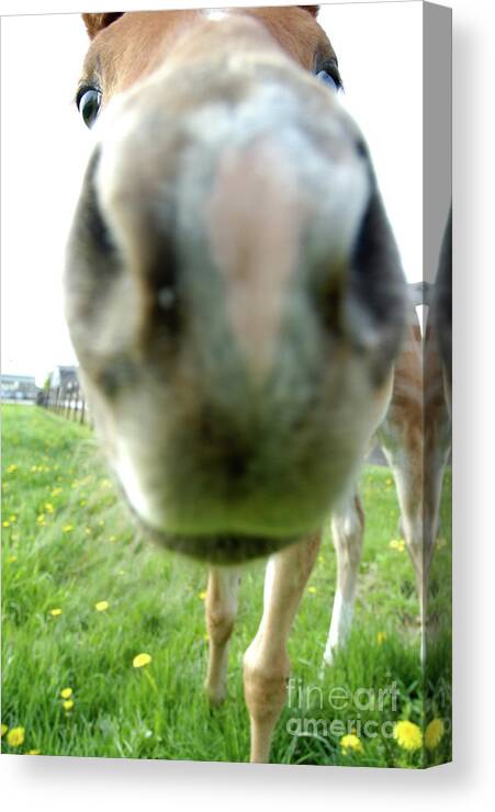 Filly Canvas Print featuring the photograph Well hello by Kathi Shotwell
