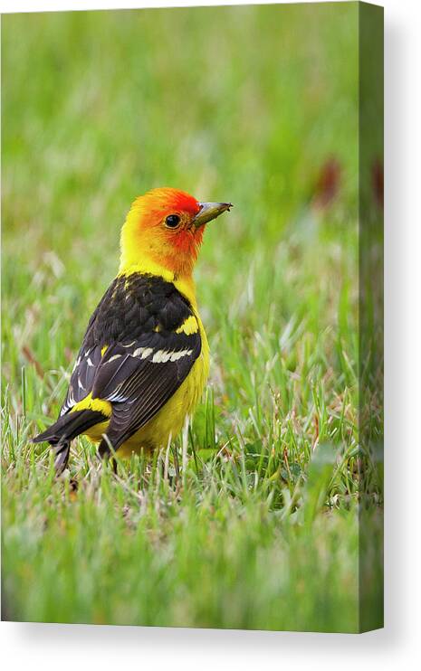Mark Miller Photos Canvas Print featuring the photograph Western Tanager by Mark Miller