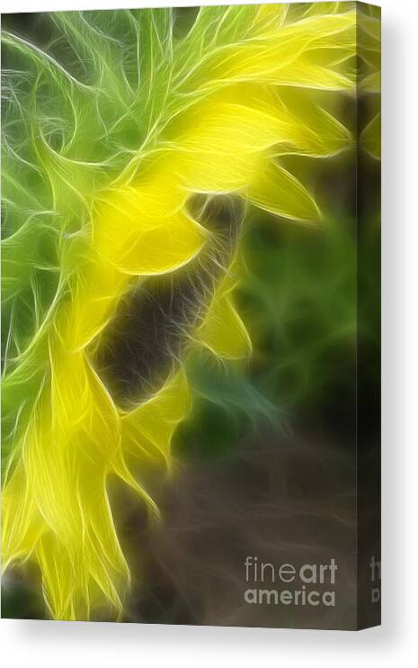 Sunflower Canvas Print featuring the mixed media Whispy Petals by Deborah Benoit