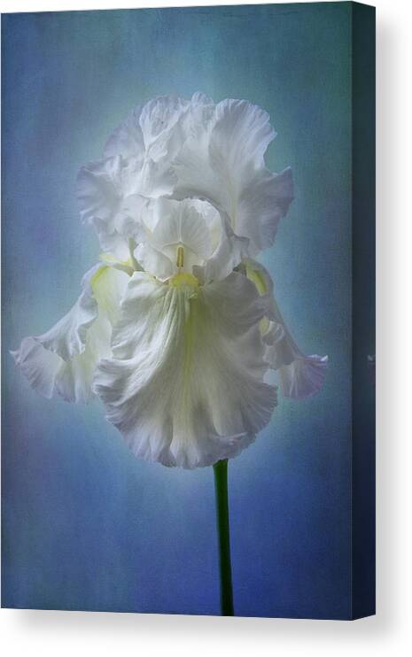 White Iris Canvas Print featuring the photograph White Bianca by Marina Kojukhova