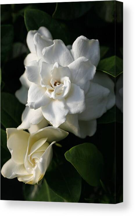Gardenia Canvas Print featuring the photograph White Bunny Gardenia by Tammy Pool