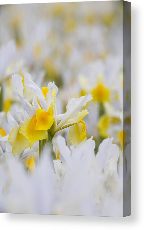 Bright Colors Canvas Print featuring the photograph White Mist by Eggers Photography