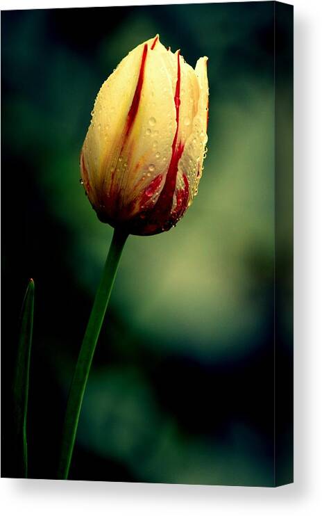 Art Canvas Print featuring the photograph White Pink Tulip by Joan Han