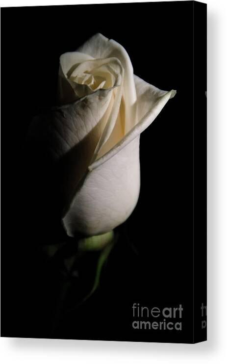 Rose Canvas Print featuring the photograph White Rose Low Key Minimal Botanical / Nature / Floral Photograph by PIPA Fine Art - Simply Solid