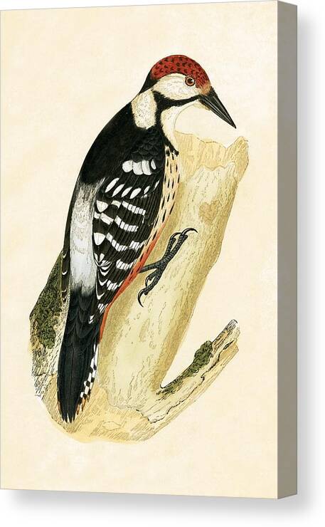 Bird Canvas Print featuring the painting White Rumped Woodpecker by English School