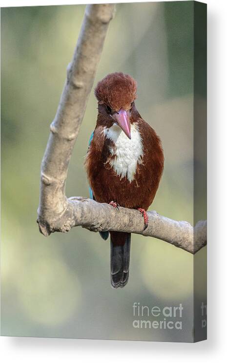 Bird Canvas Print featuring the photograph White-throated Kingfisher 01 by Werner Padarin