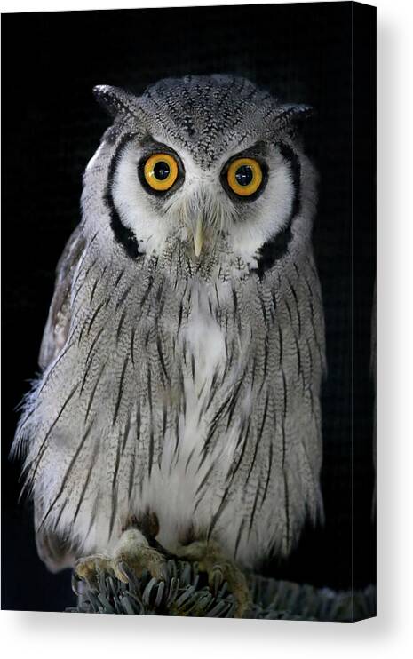 Owl Canvas Print featuring the photograph Who 'Dat? by Steve Parr