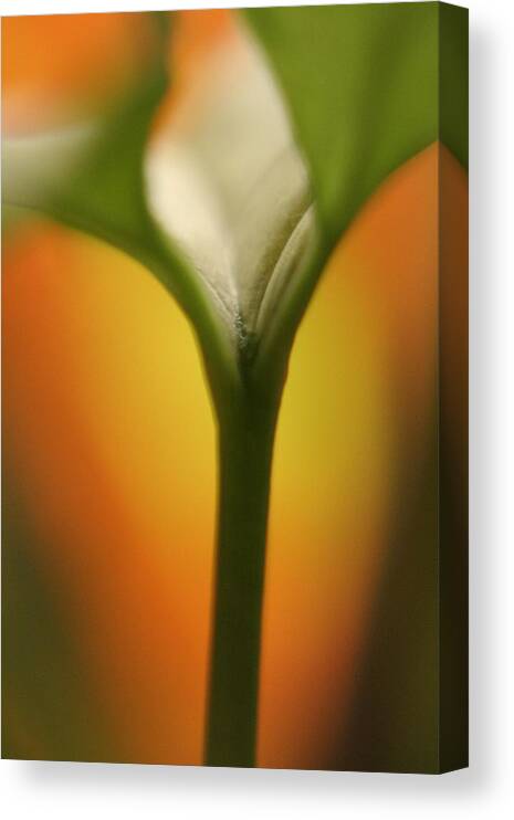 Plant Canvas Print featuring the photograph Why by Rachelle Johnston