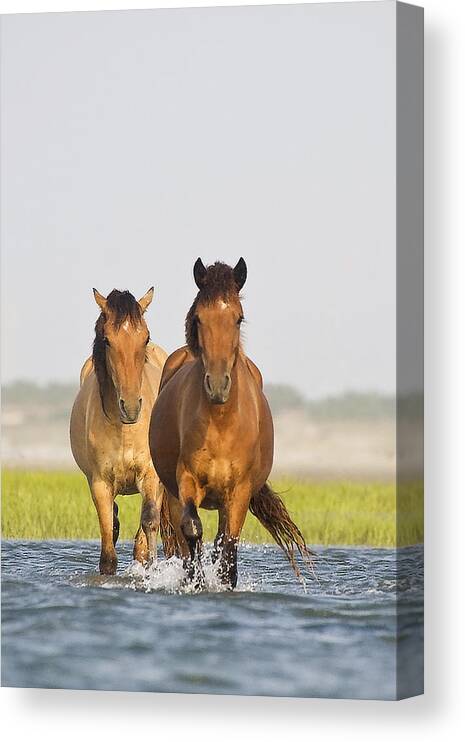 Wild Canvas Print featuring the photograph Wild Horses by Bob Decker