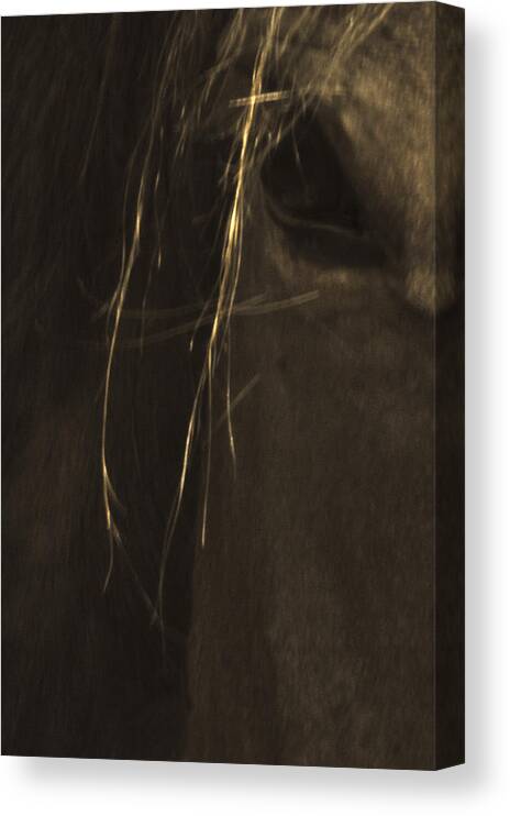 Andalusia Canvas Print featuring the photograph Wild Mustangs of New Mexico 43 by Catherine Sobredo