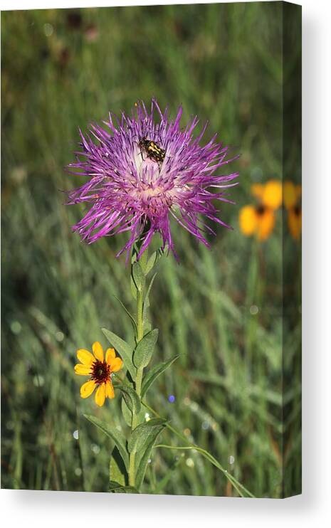 Nature Canvas Print featuring the photograph Wildflowers and Friend by Sheila Brown