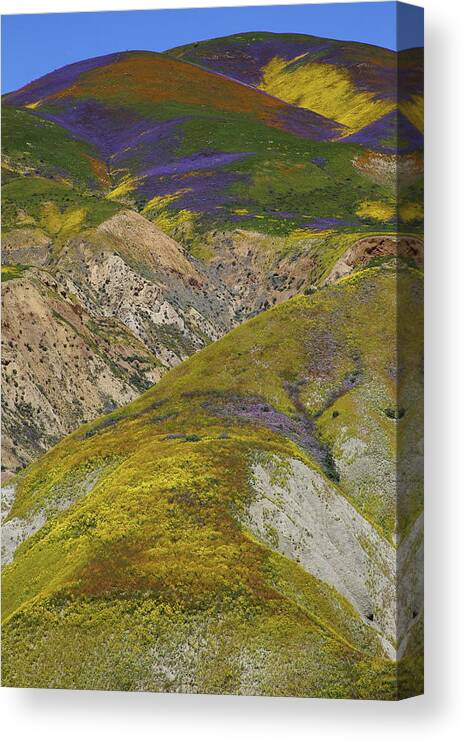 Wildflower Canvas Print featuring the photograph Wildflowers up the hills of Temblor Range at Carrizo Plain National Monument by Jetson Nguyen