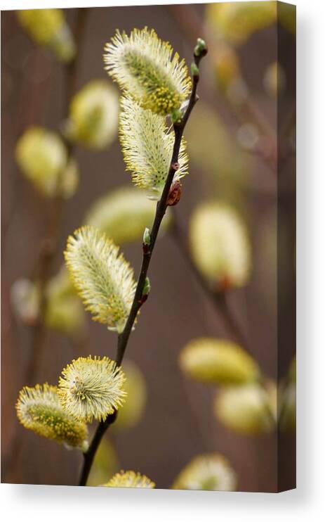 Betsy Lamere Canvas Print featuring the photograph Willow Catkins by Betsy LaMere