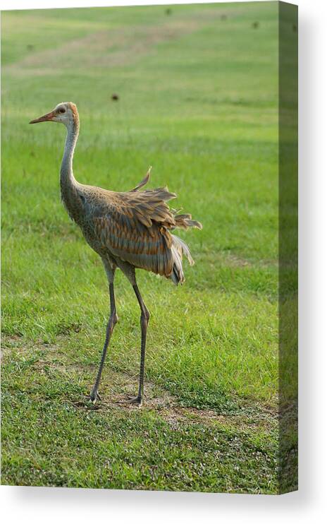 Sandhill Crane Canvas Print featuring the photograph Wind At My Back by Lynda Dawson-Youngclaus