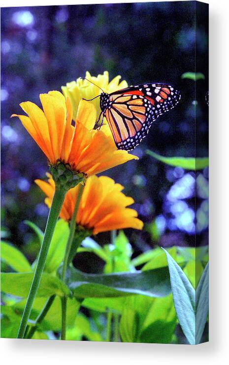 Jigsaw Canvas Print featuring the photograph Wings of Gold by Carole Gordon