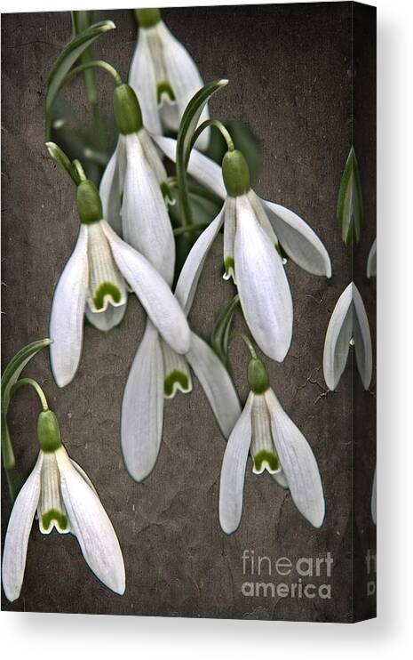 Snowdrop Canvas Print featuring the photograph Winter Snowdrop Canvas by Martyn Arnold