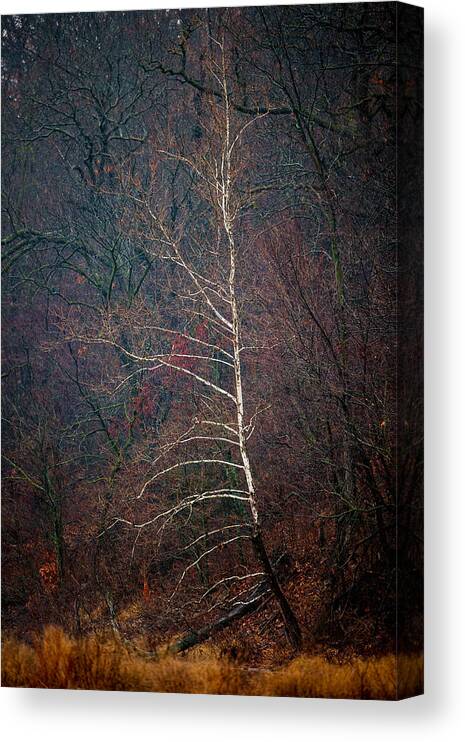 Landscape Canvas Print featuring the photograph Winter Sycamore by Jeff Phillippi