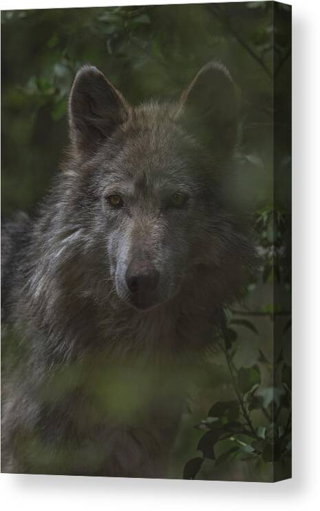 Animal Canvas Print featuring the photograph Wolf by Brian Cross