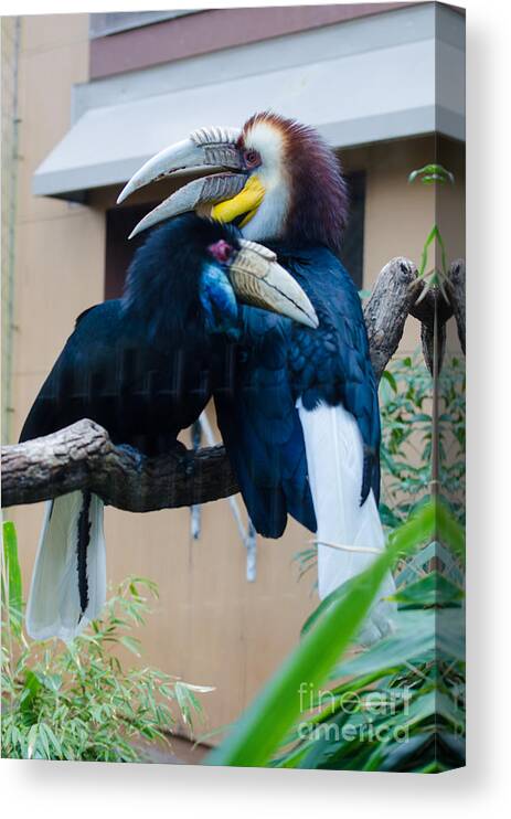 Birds Canvas Print featuring the photograph Wreathed Hornbills by Donna Brown