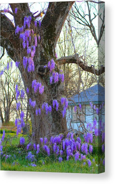 Wysteria Canvas Print featuring the photograph Wysteria Tree by Karen Wagner