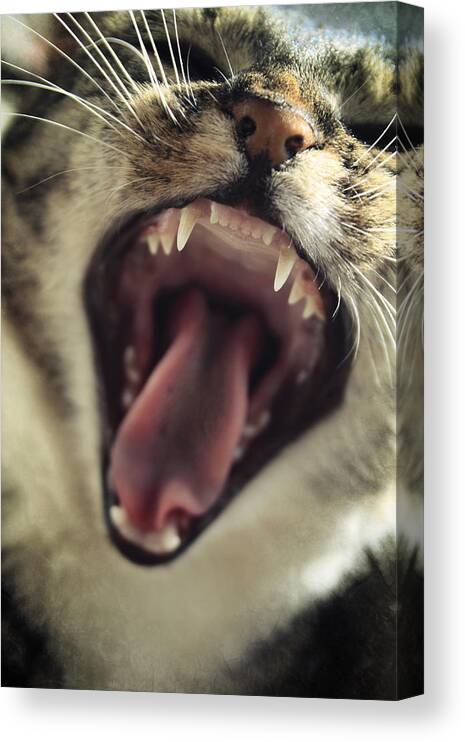Cat Canvas Print featuring the photograph Yawning by Cambion Art