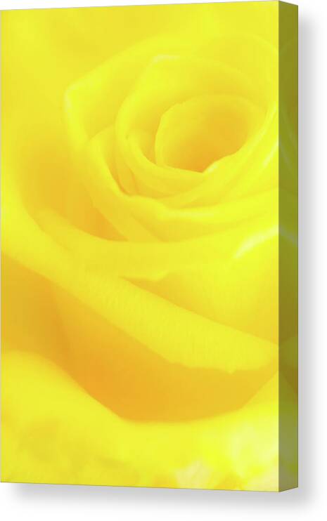 Yellow Canvas Print featuring the photograph Yello Rose by Andy Myatt