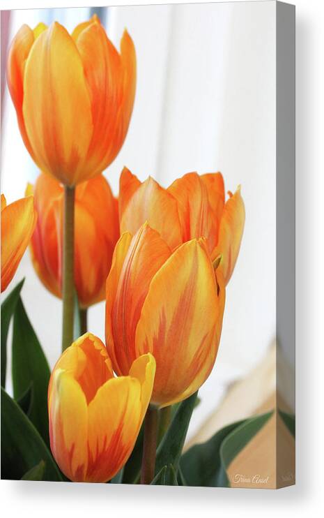Flowers Canvas Print featuring the photograph Yellow and Orange Striped Tulips by Trina Ansel
