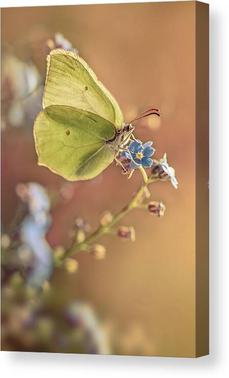Macrophotography Canvas Print featuring the photograph Yellow butterfly on forget me not flowers by Jaroslaw Blaminsky
