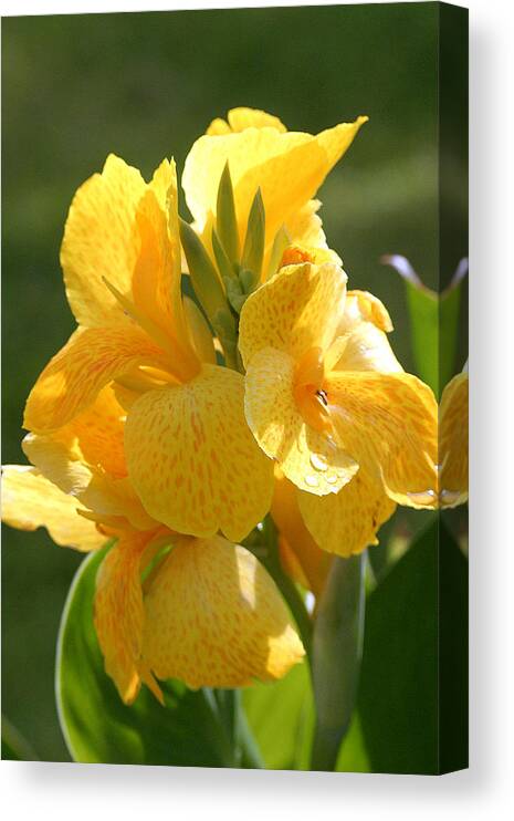 Indian Shot Canvas Print featuring the photograph Yellow Canna Indica by Mark Mah