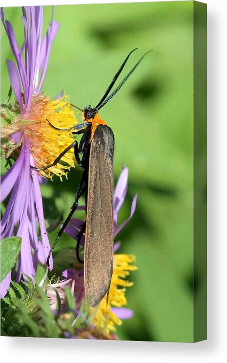Yellow-collared Scape Moth Canvas Print featuring the photograph Yellow-collared Scape Moth by Doris Potter