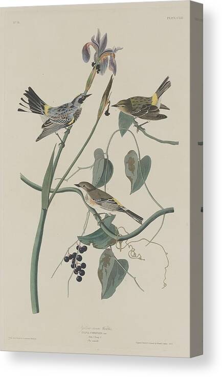 Audubon Canvas Print featuring the drawing Yellow-Crown Warbler by Dreyer Wildlife Print Collections 