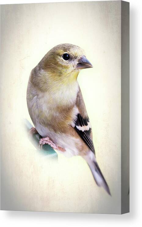 Fauna Canvas Print featuring the photograph Yellow Finch by Richard Macquade