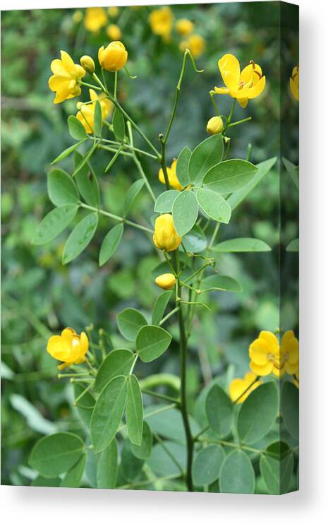 Flowers Canvas Print featuring the photograph Yellow Flowers by Karen Nicholson