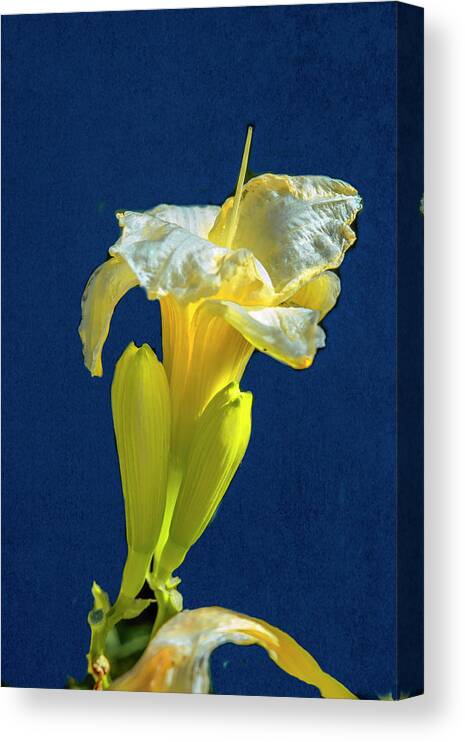 Yellow Canvas Print featuring the photograph Yellow glue blue #f9 by Leif Sohlman