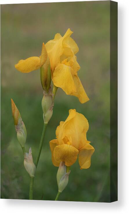 Yellow Canvas Print featuring the photograph Yellow Irises by Angie Vogel