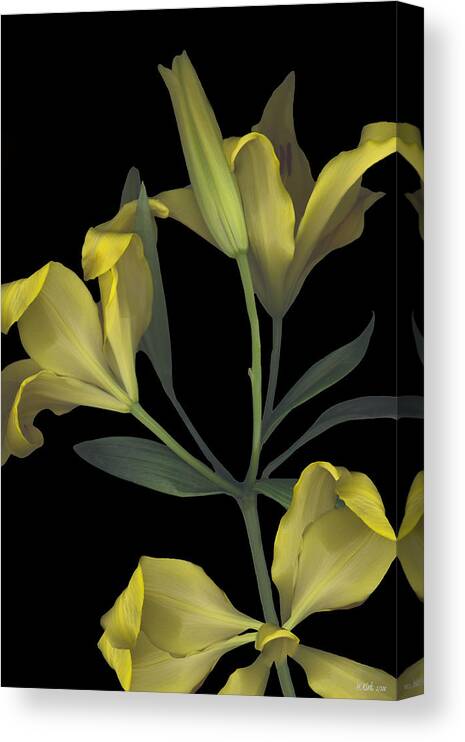 Tiger Lily Lilly Yellow Flower Plant Stem Leaf Leaves Petal Bow Bouquet Black Green Happy Bright Floral Gift Canvas Print featuring the photograph Yellow Lily on Black by Heather Kirk