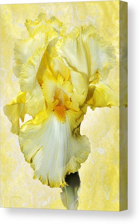 Iris Flower Canvas Print featuring the photograph Yellow Mist Iris by Phyllis Denton