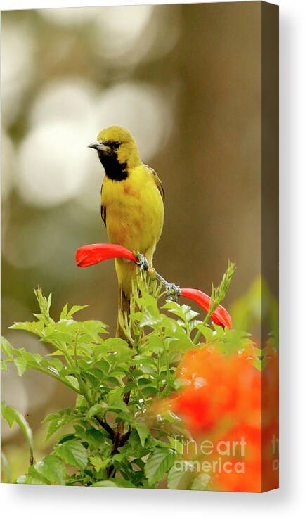 Yellow Bird Canvas Print featuring the photograph Yellow Orchard Oriole Bird by Luana K Perez