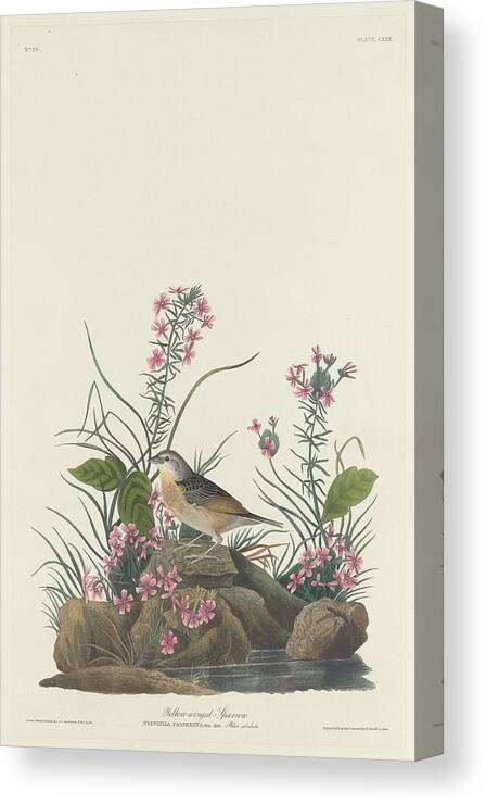 Audubon Canvas Print featuring the drawing Yellow-Winged Sparrow by Dreyer Wildlife Print Collections 