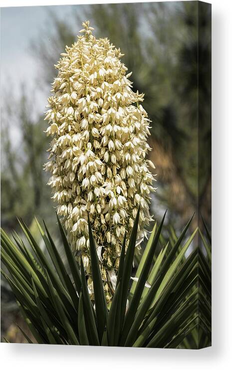 Soap Yucca Canvas Print featuring the photograph Yucca Flowers in Bloom by Saija Lehtonen