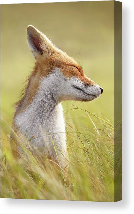 Fox Canvas Print featuring the photograph Zen Fox Series - Just Happy by Roeselien Raimond