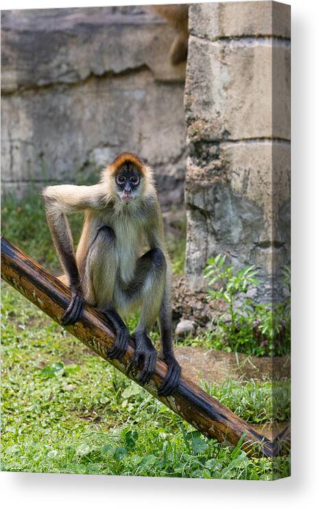 Audubon Canvas Print featuring the photograph Zoo Monkey by Allan Morrison